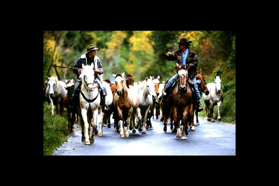 Transhumance Transhumance